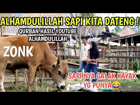 pertama-kali-qurban-sapi-sapinya-galak-banget-ernita-sampai-disruduk