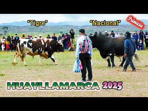 HUAYLLAMARCA 2025 -"Tigre - Nacional". (Video Oficial) de ALPRO BO.
