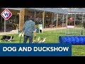 Dog and Duckshow: leuk uitje of niet meer van deze tijd? - OMROEP WEST