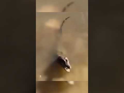 Piranhas Go Into a Feeding Frenzy and DEVOUR Everything in Seconds — Even an Alligator Got Attacked!