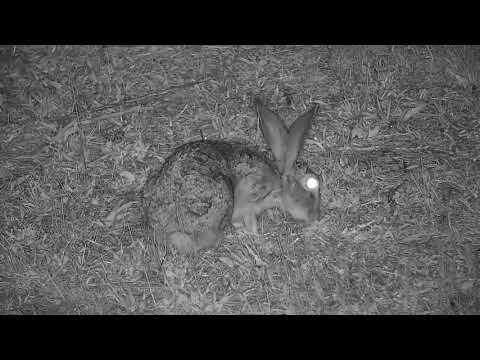 Djuma: Scrub Hare - 01:50 - 11/07/21