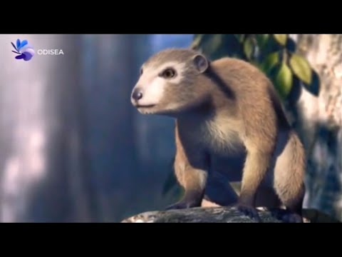 LA EVOLUCIÓN DE LOS MAMÍFEROS - Documental Odisea