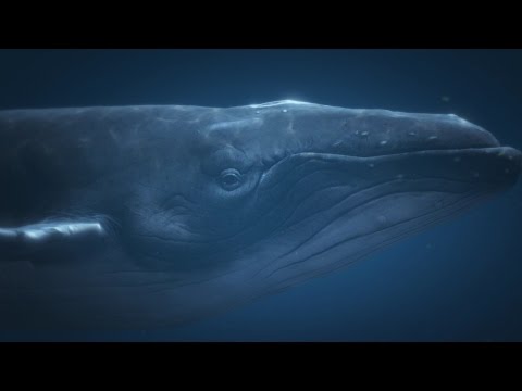 OCEANS - Short Film