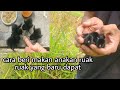 Cara Beri Makan Anakan Ruak Ruak Yg Baru Dapat