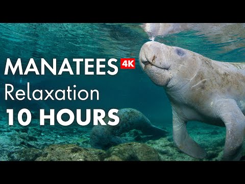 10 Hours of Relaxing MANATEES in 4K!