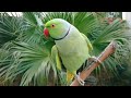 Natural Parrot Sounds Compilation Amazing Parrot Chirping Sounds Natural Parrot Voices