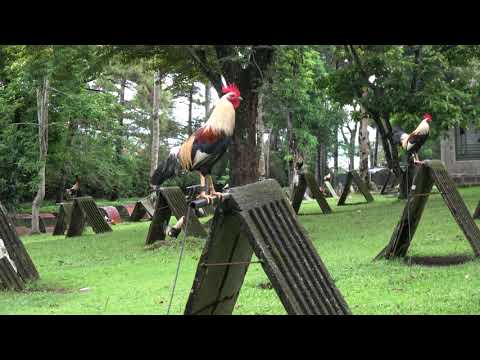 Yellow Leg Hatch x Perfection Grey