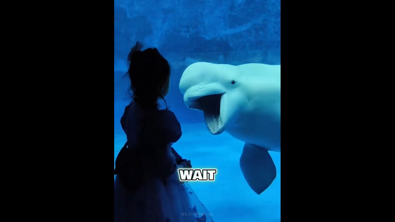 This Beluga Finally Met His Match 🐋😤#shorts