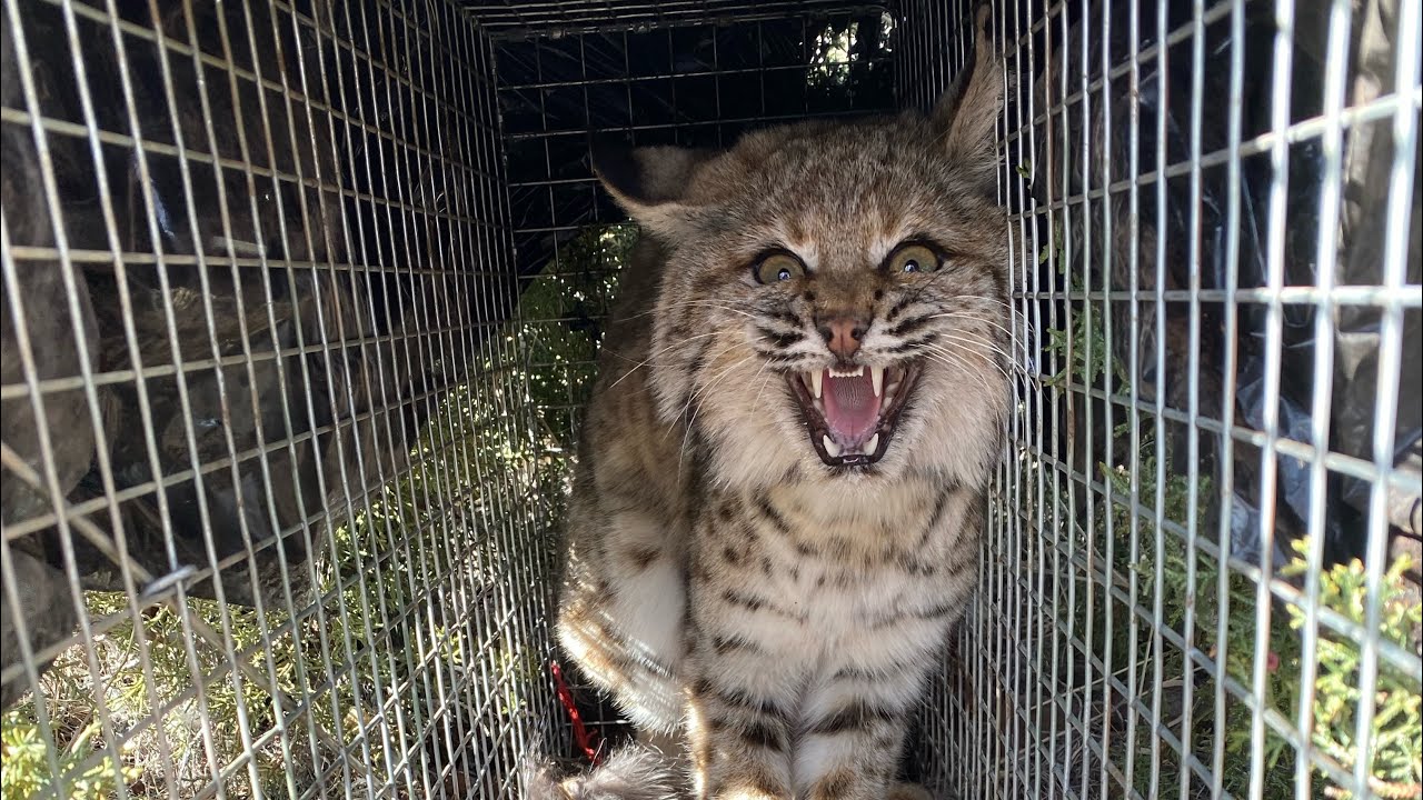 Episode 2-Trapping Spots