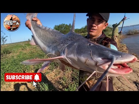 FIGHIERA isla las lauchas no falla 🐟🐟🐟🐟🎣#pesca #pesca #carretesdepesca #fishing #pescasub #carp 