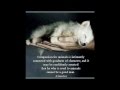 Memoirs of an Owned Dog - Cute Doggies ...