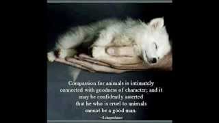 Memoirs of an Owned Dog -  Cute Doggies Compilation