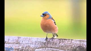 Download lagu Perkutut   Ahmad Jais mp3 Download lagu Perkutut   Ahmad Jais mp3