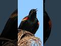 Hear the Red-Winged Blackbird Calling Sounds