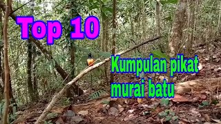 Download lagu Top 10. Kumpulan pikat murai batu mp3 Download lagu Top 10. Kumpulan pikat murai batu mp3