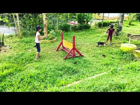 Marki(Beagle puppy) Children's Malinios 😂. Saajan K9 Training School 9961310970