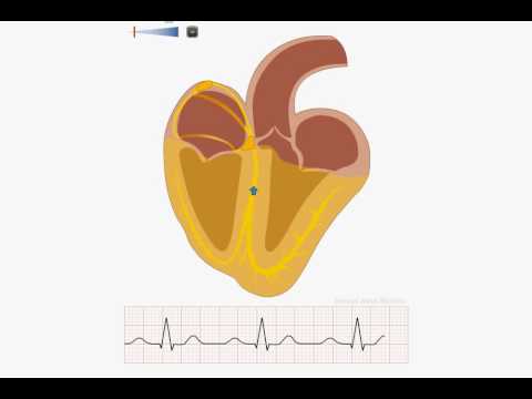 Animation of normal sinus rhythm