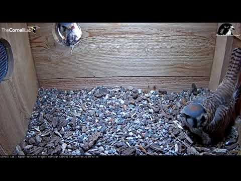 First Peek at Egg #3 and a Prey Delivery | Wisconsin Kestrel Cam - April 22, 2019