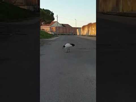 Un ibis sacro africano a Termoli
