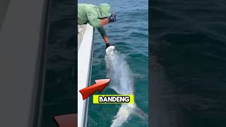 Download lagu Menangkap ikan bandeng monster di laut #shortvideo #fishing #bandeng mp3 Download lagu Menangkap ikan bandeng monster di laut #shortvideo #fishing #bandeng mp3