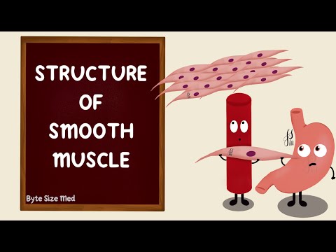 Structure of Smooth Muscle | Types of Smooth Muscle | Muscle Physiology | Myology