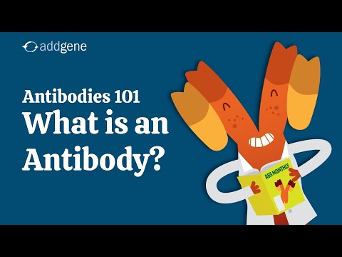 What is an Antibody? - Addgene's Antibodies 101