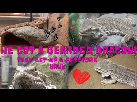 We Adopted a Bearded Dragon || bringing him home/setting up his tank/ & PetSmart Haul ||