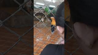 Download lagu tiger 🐅 zoo .part 2 mp3 Download lagu tiger 🐅 zoo .part 2 mp3