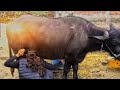 Caw Caw Caw Caw Caw Caw Caw Caw Caw Milkingmachinetamilnadu Milkingmachineincoimbatore