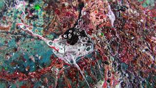 Приподнятая Коллекция. Музыка Madsonik – Take It to the Top.