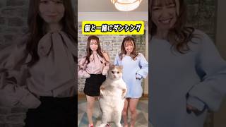猫ちゃんとりんちゃんともえちゃんでダンシング🐱🐮🎀 #ダンス #踊ってみた #猫 #ねこ #cat #catdancing