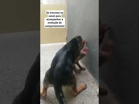 Filhote de Pit Bull desvio de comportamento como resolver?#pitbull #cães #filhote#American Bully