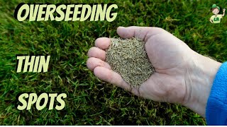How to overseed a thin lawn (and bare spots)
