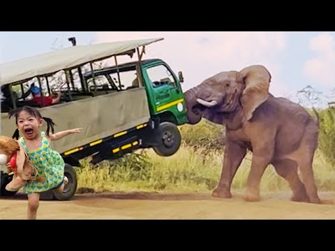 Crazy Elephant Picks Up And Throws Truck Full Of Tourists In South Africa To Show Who Is Boss