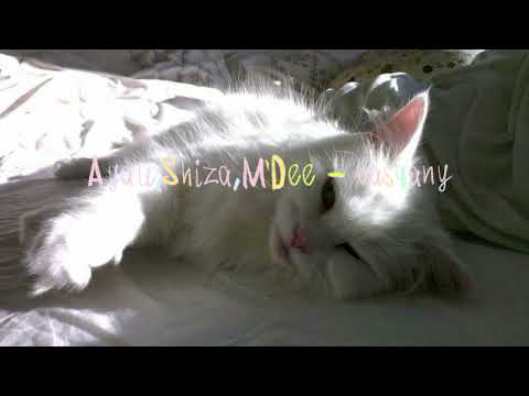 Ayau,Shiza,M'Dee - Basqany | басқаны