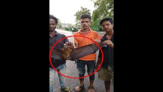 ବନ ବିଭାଗର ଦାୟିତ୍ଵ ହୀନତା ପାଇଁ ଯାଉଛି ବାଦୁଡ଼ିଙ୍କ ଜୀବନ