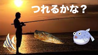 うみのおさかなさんをみてみよう！Part1 #Hillarys #boatharbour #うみのいきもの #さかないらすと  #小学生
