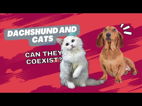 Dachshund and Cats: Can They Coexist?