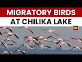 Începe Sezonul Păsărilor De Iarnă Lacul Chilika Din Odisha Primește Păsări Migratoare Fauna S