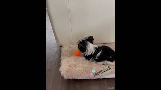 Miska pro kočky a psy, Miska nerez stabilní černá/měď 0,55l