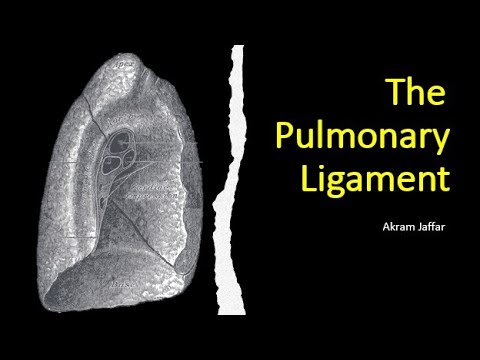 El ligamento pulmonar