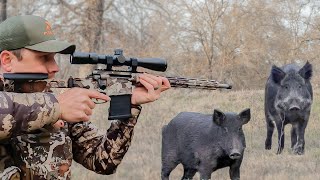 HUNTING HOGS for FOOD, NOT AS EASY AS I THOUGHT!