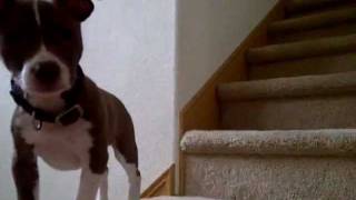 Spike Barking at the Stairs (Pitbull Chihuahua Mix)
