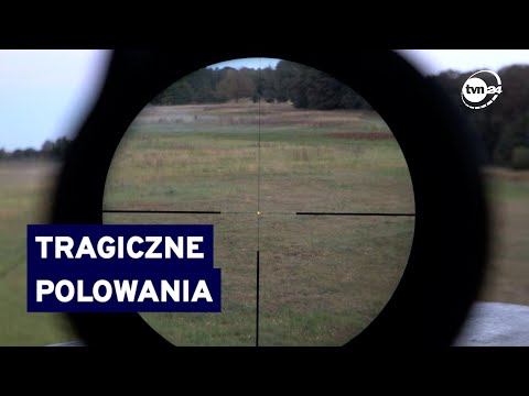 Jeden myśliwy pomylił lisa z wilkiem, drugi podczas polowania na dziki, postrzelił kolegę