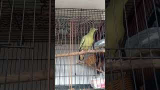 Download lagu Punai betina gacor//pancingan memanggil jantan mp3
