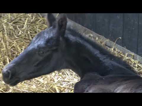 NoNo Secret A.S.,colt by Secret x Sorento.Born:16-4-2018.12 hours young..