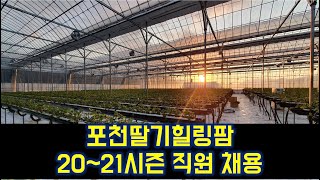 포천딸기힐링팜 20-21시즌 직원 채용 / 귀농/ 딸기/