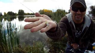 preview picture of video 'Leduc Reservoir Rainbow Trout Fishing Challenge'