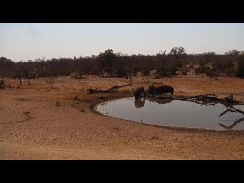 Djuma: Two Hippos arrive for the afternoon soak - 11:45 - 08/28/19