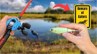 BASS Fishing in Crazy Alligator-Infested Pond!!